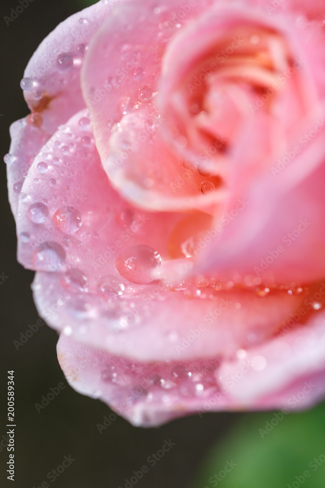 バラの花 バラの花