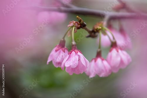 桜の花