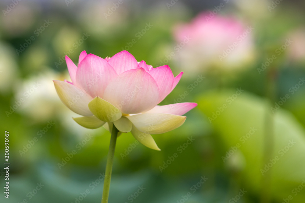 蓮の花 蓮の花