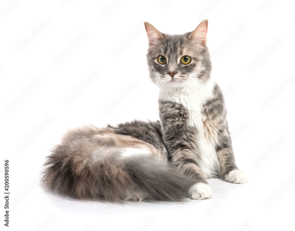Cute fluffy cat on white background