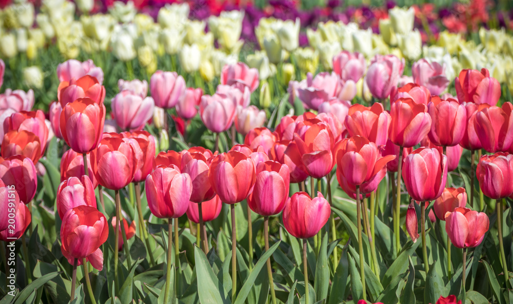 Obraz premium チューリップの花