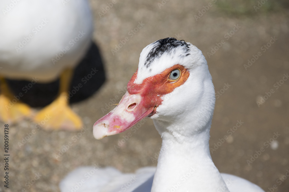  Duck in closeup