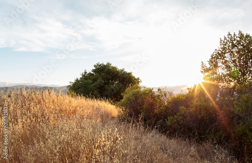 Setting sun peaks around foliage near Fairfax, California