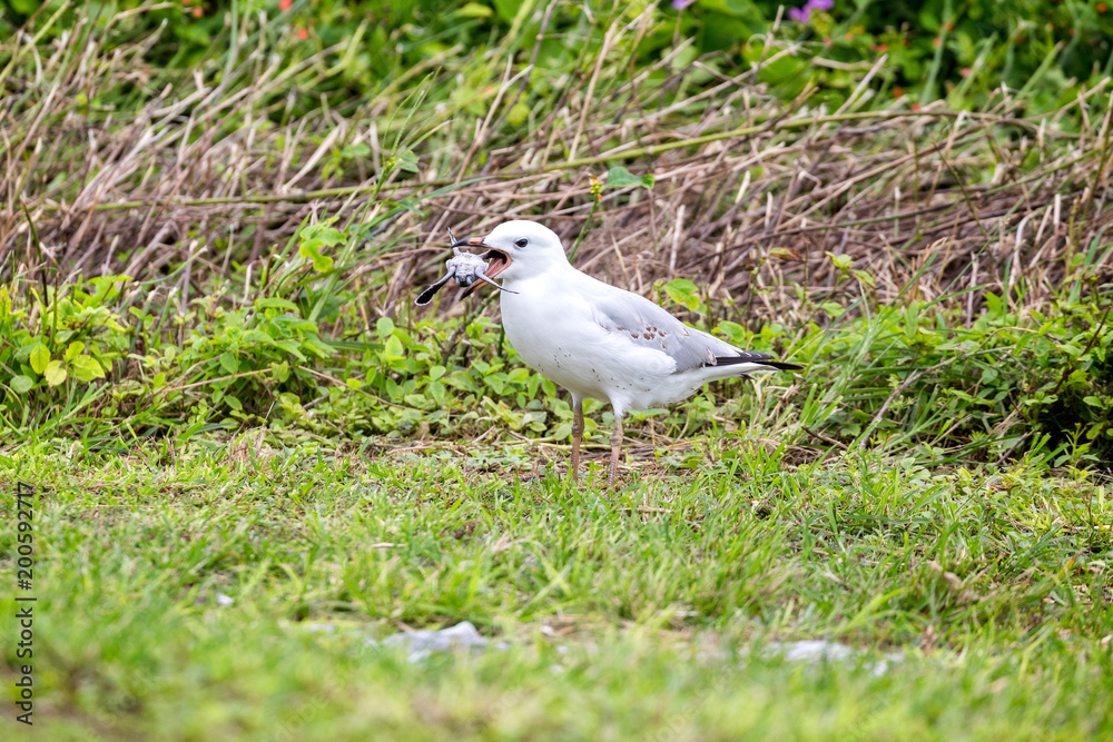 A baby green turtle in the mouth of a seagull in Queensland Australia A baby green turtle in the mouth of a seagull in Queensland Australia