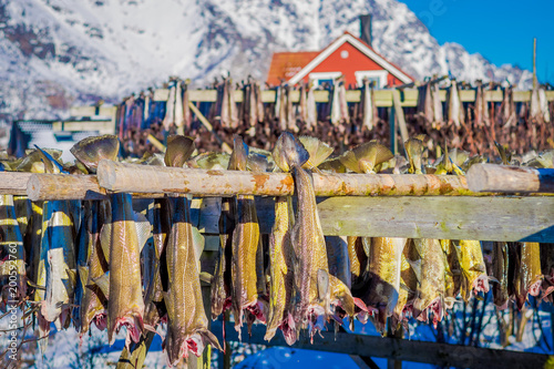 Outdoor view of fresh fish hanging during process of stockfish cod drying during winter time on Lofoten Islands © Fotos 593