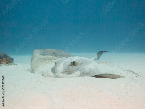 Cowtail stingray moving away from the sand patch it was sitting in. The ray is displacing sand from its body.  photo