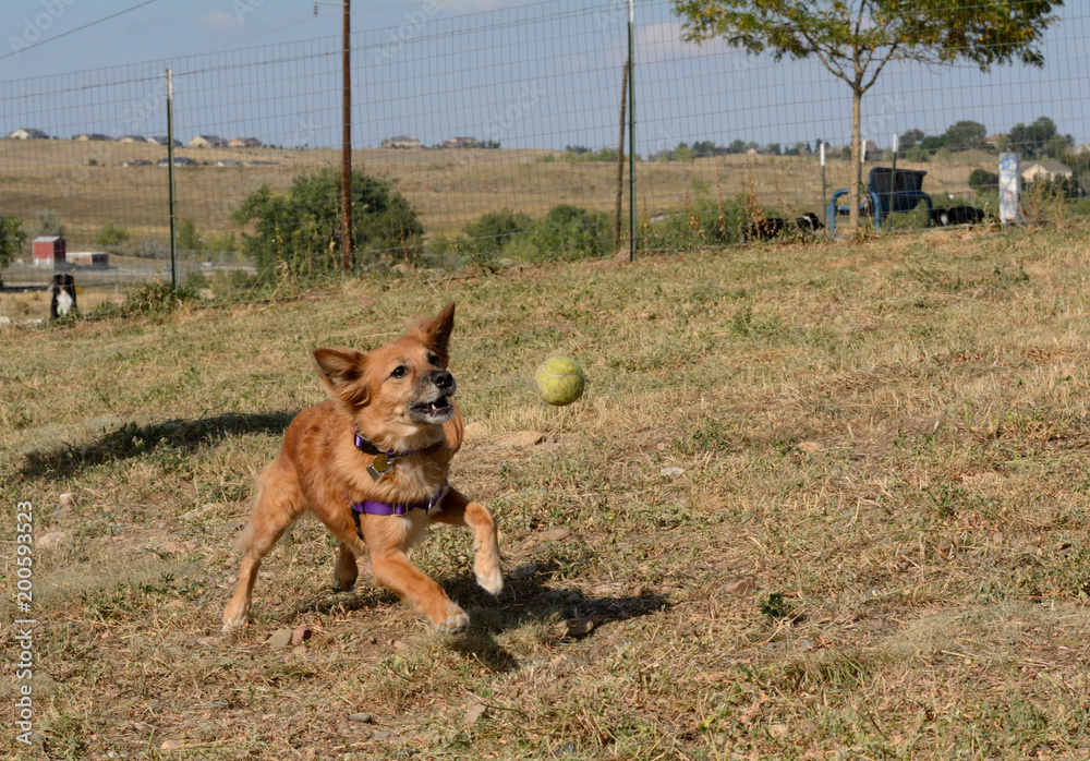 Naklejka premium Brown mixed breed dog chasing ball as it bounces in mid air at dog park
