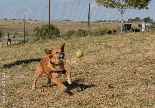 Brown mixed breed dog chasing ball as it bounces in mid air at dog park photo