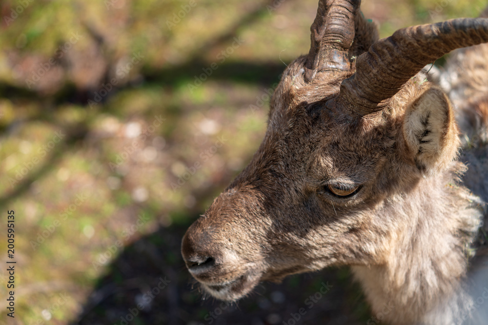 Junger Steinbock Junger Steinbock