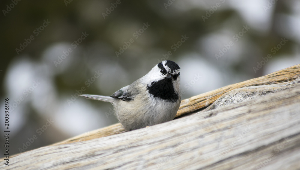 Fototapeta premium Mountain Chickadee in the Rockies