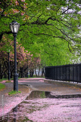 Blossom trail in the park walkway of New York City, NY