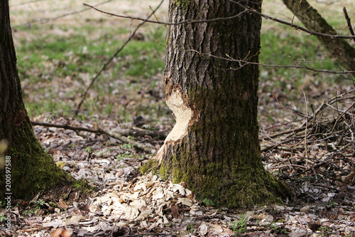 Trees that have already been felled by the beaver should be left in a suitable location so that they can still use them.