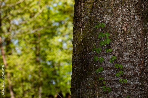 Fototapeta Naklejka Na Ścianę i Meble -  蔦と樹木　春の里山　日本　奥武蔵　森の中の風景