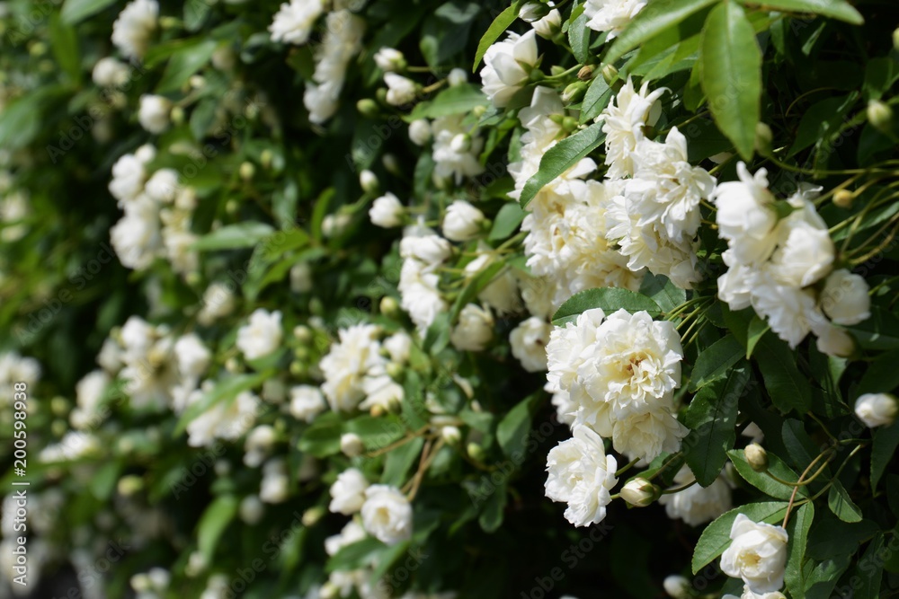White Banksia rose White Banksia rose