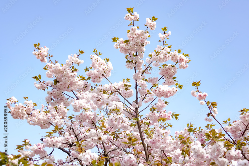 ボタン桜 ボタン桜