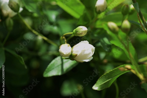White Banksia rose