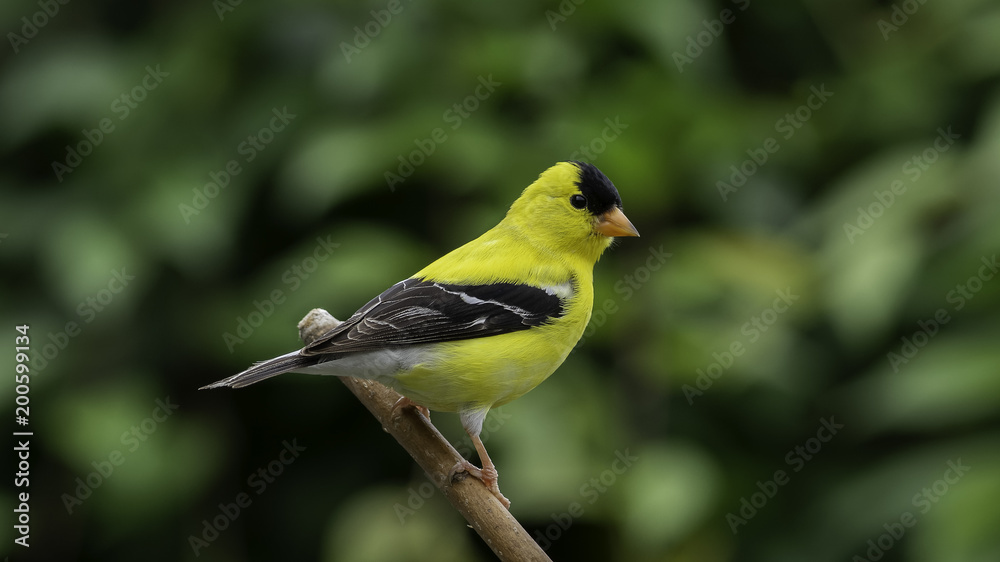 Fototapeta premium Garden Goldfinch