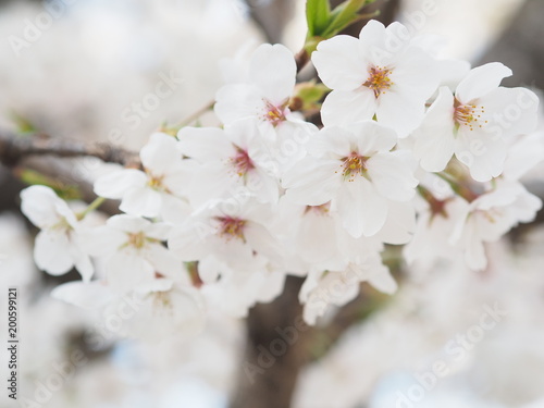 満開に咲く桜