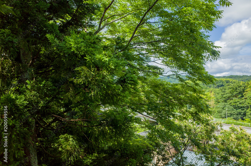 ほのぼの夏の田舎ののどかな景色 ほのぼの夏の田舎ののどかな景色