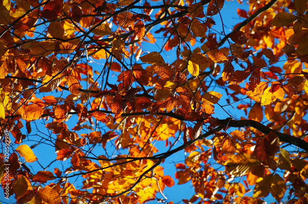 Branches of autumn trees Branches of autumn trees