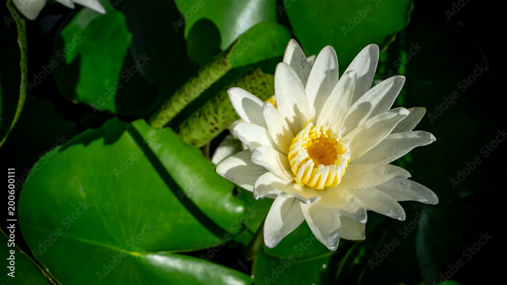 Colorful white and yellow lotus under sun light Colorful white and yellow lotus under sun light