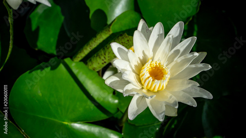 Colorful white and yellow lotus under sun light