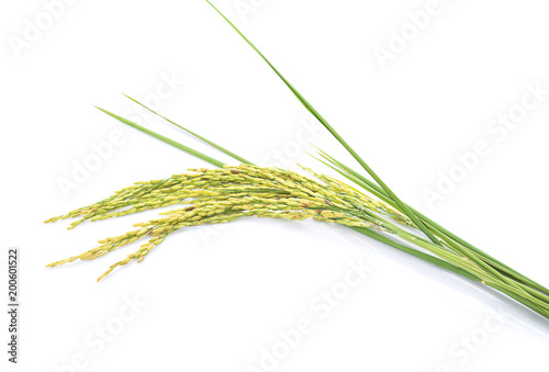 Fresh rice plant isolated on white background.