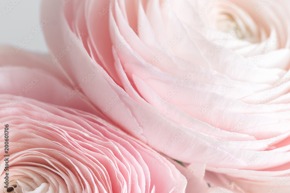 many layered petals. Persian buttercup. Bunch pale pink ranunculus flowers light background. Wallpaper, Horizontal photo many layered petals. Persian buttercup. Bunch pale pink ranunculus flowers light background. Wallpaper, Horizontal photo