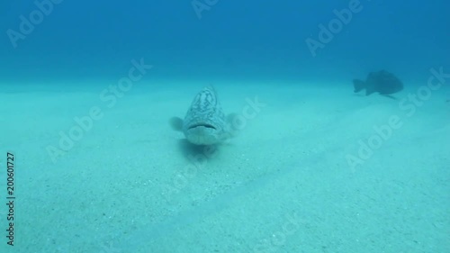 Big Gulf grouper (Mycteroperca jordani), resting in the reefs of the Sea of Cortez, Pacific ocean. Cabo Pulmo National Park, Baja California Sur, Mexico.  photo