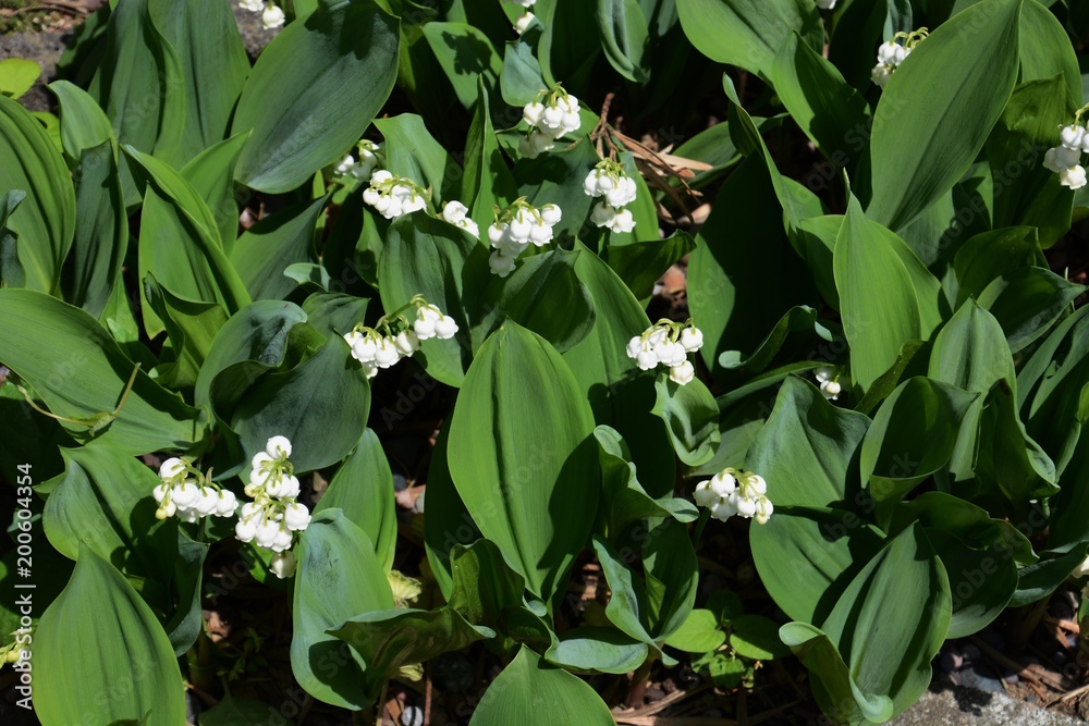 Fototapeta premium Lily of the valley