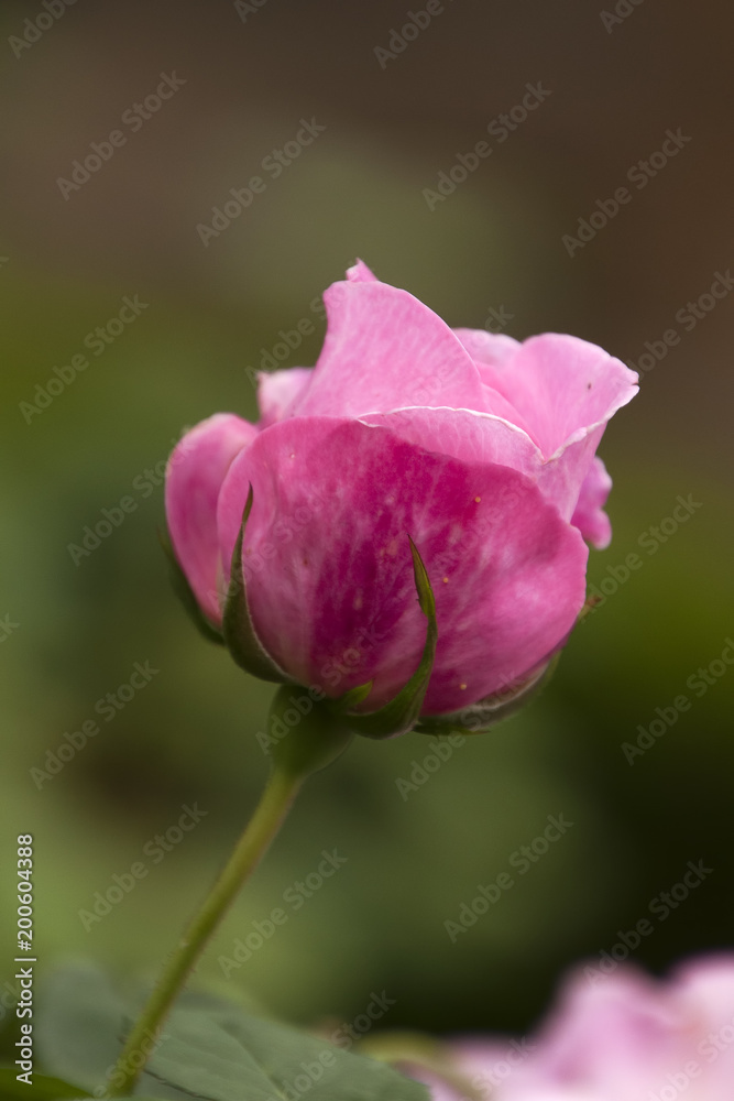 Sydney Australia,  open pink rose bud