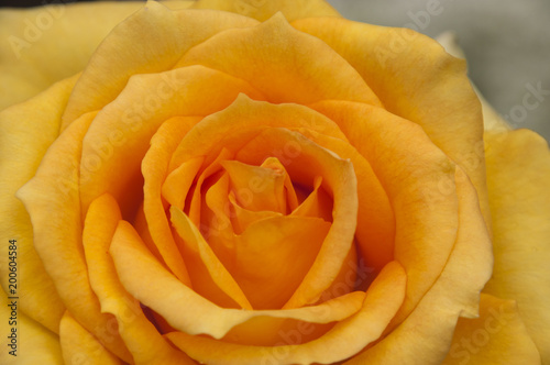 Sydney Australia  yellow rose petals close up