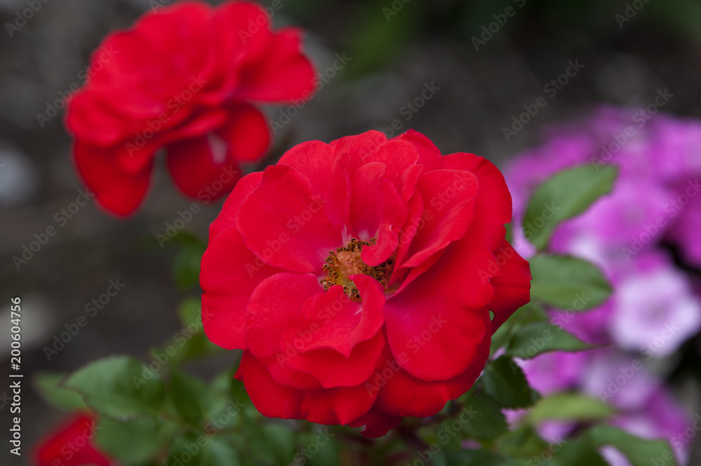 Sydney Australia, scarlet red dwarf roses Sydney Australia, scarlet red dwarf roses