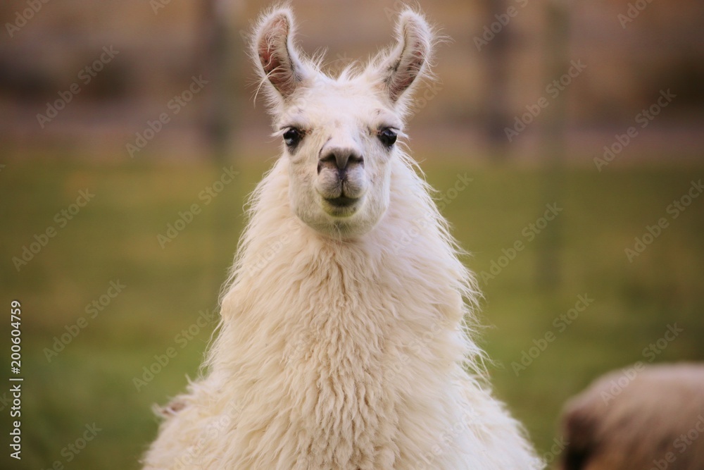Fototapeta premium Llama's happy to see you!