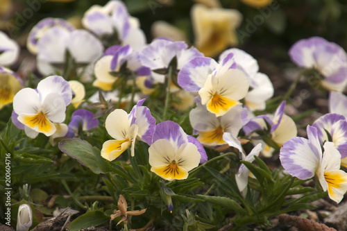 Sydney Australia, flowerbed of cream, mauve and yellow pansies