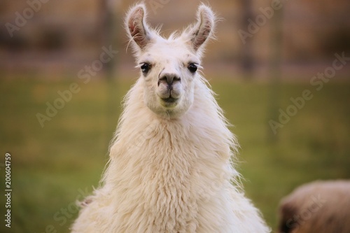 Llama's happy to see you!