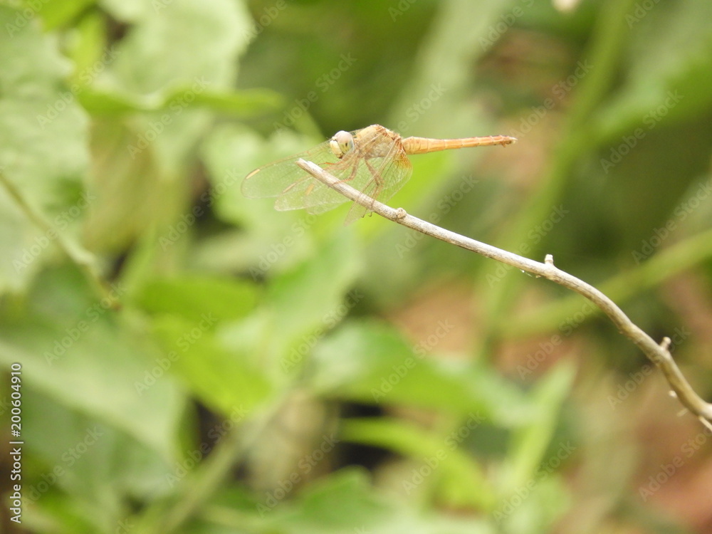 dragonfly with blurred background
