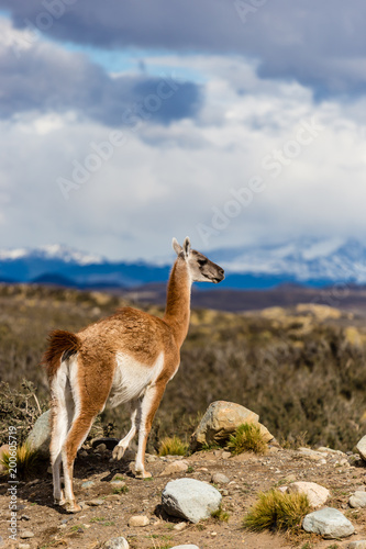 Guanaco, Lama Guanicoe, admiring the Andes. Torres del Paine National Park, Patagonia, Chile.