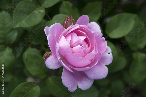 Sydney Australia, rose bush with open pink flower