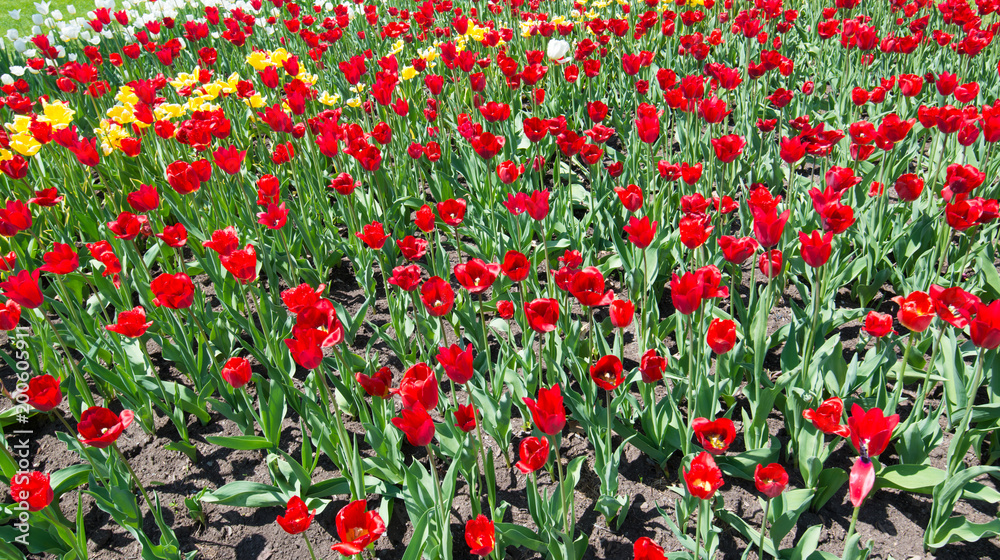 Multicolored Tulips 