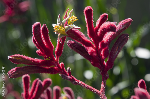 Sydney Australia, red kangaroo paw flowers