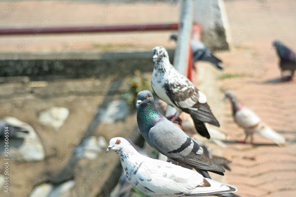 Fototapeta premium Pigeons in temple natural outdoor background
