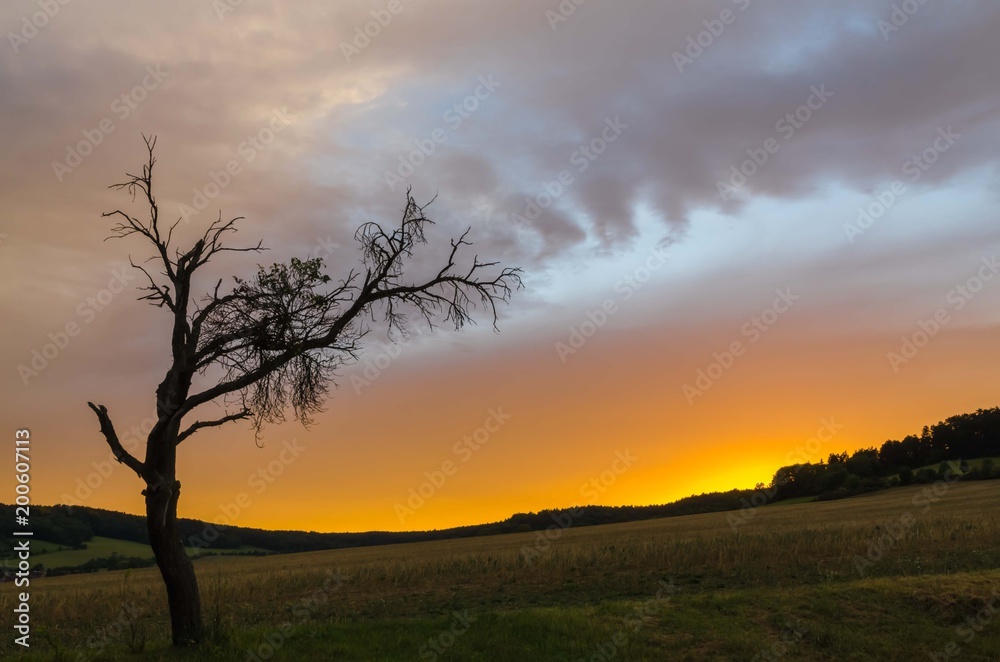 single tree with a dramatic sky single tree with a dramatic sky