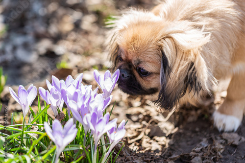 Pekingese. Dog. Crocuses. Spring.