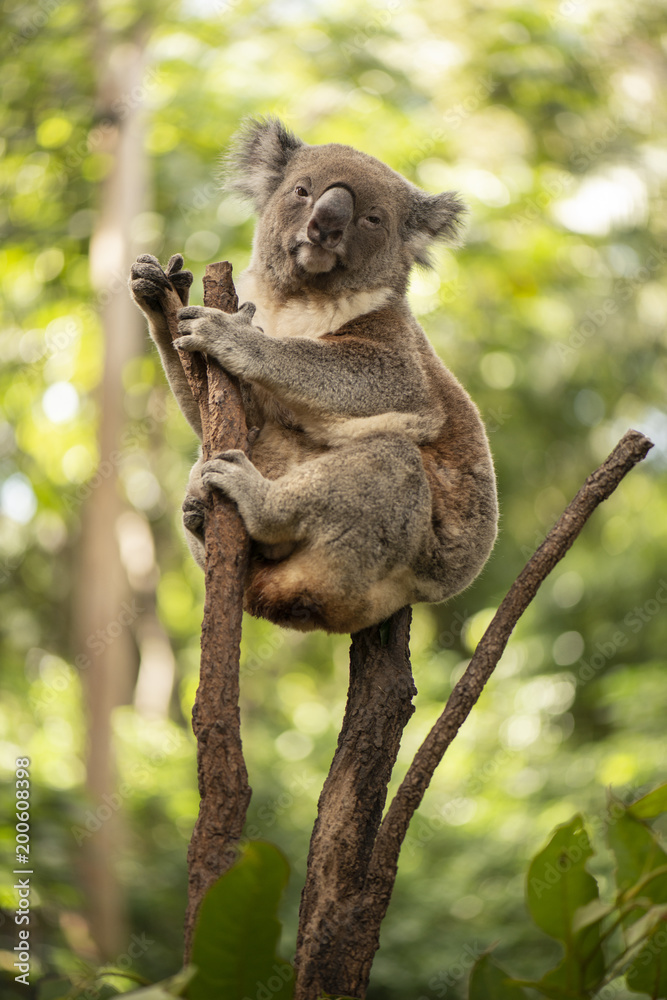 Obraz premium Cute Australian Koala odpoczywa w ciągu dnia.
