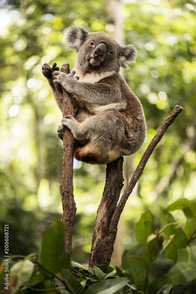 Fototapeta premium Cute Australian Koala resting during the day.
