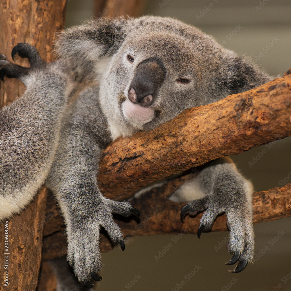 Naklejka premium Cute Australian Koala resting during the day.