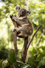 Ingelijste posters Koala Schattige Australische koala overdag  © Rob D Wildlife