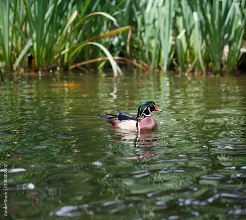 Duck in a lake photo