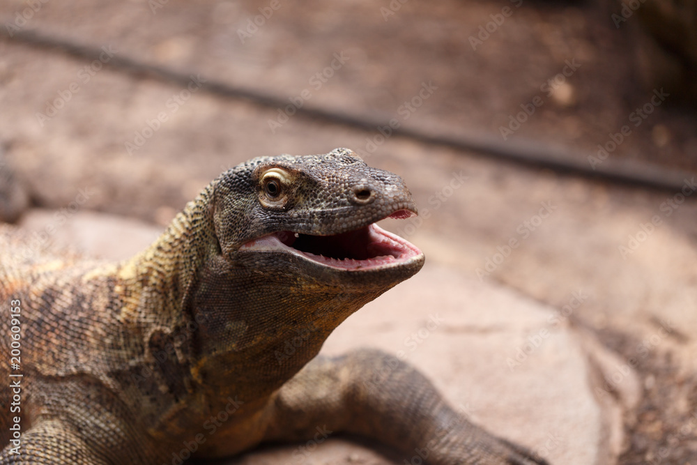 Fototapeta premium Attacking varan